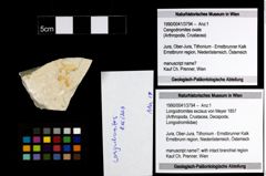 Foto (Objekt + Etiketten) von Longodromites excisus (von Meyer 1857) 